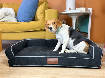 Negro - En sala con perro